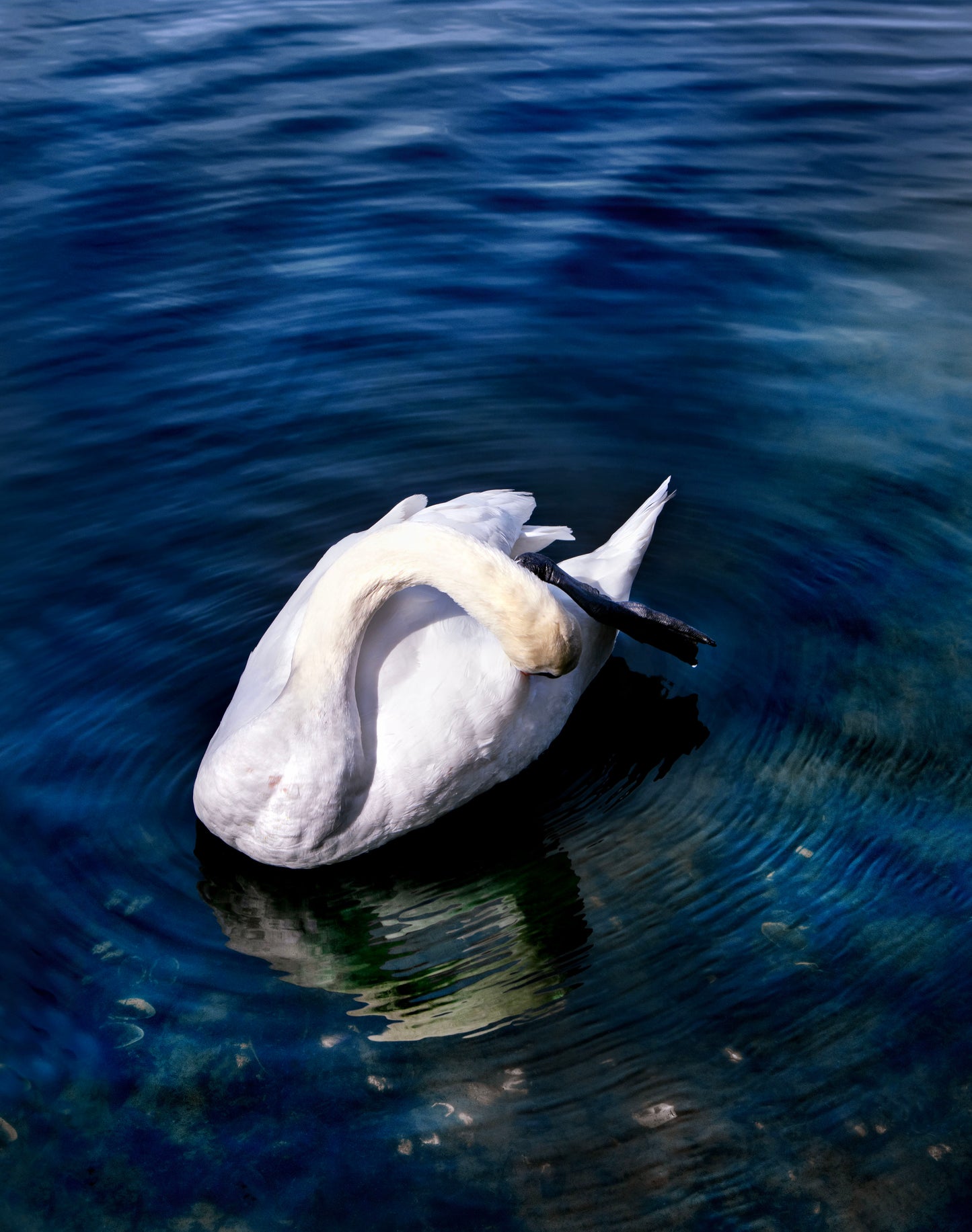 Yu-Sheng Chiu, Lone Swan