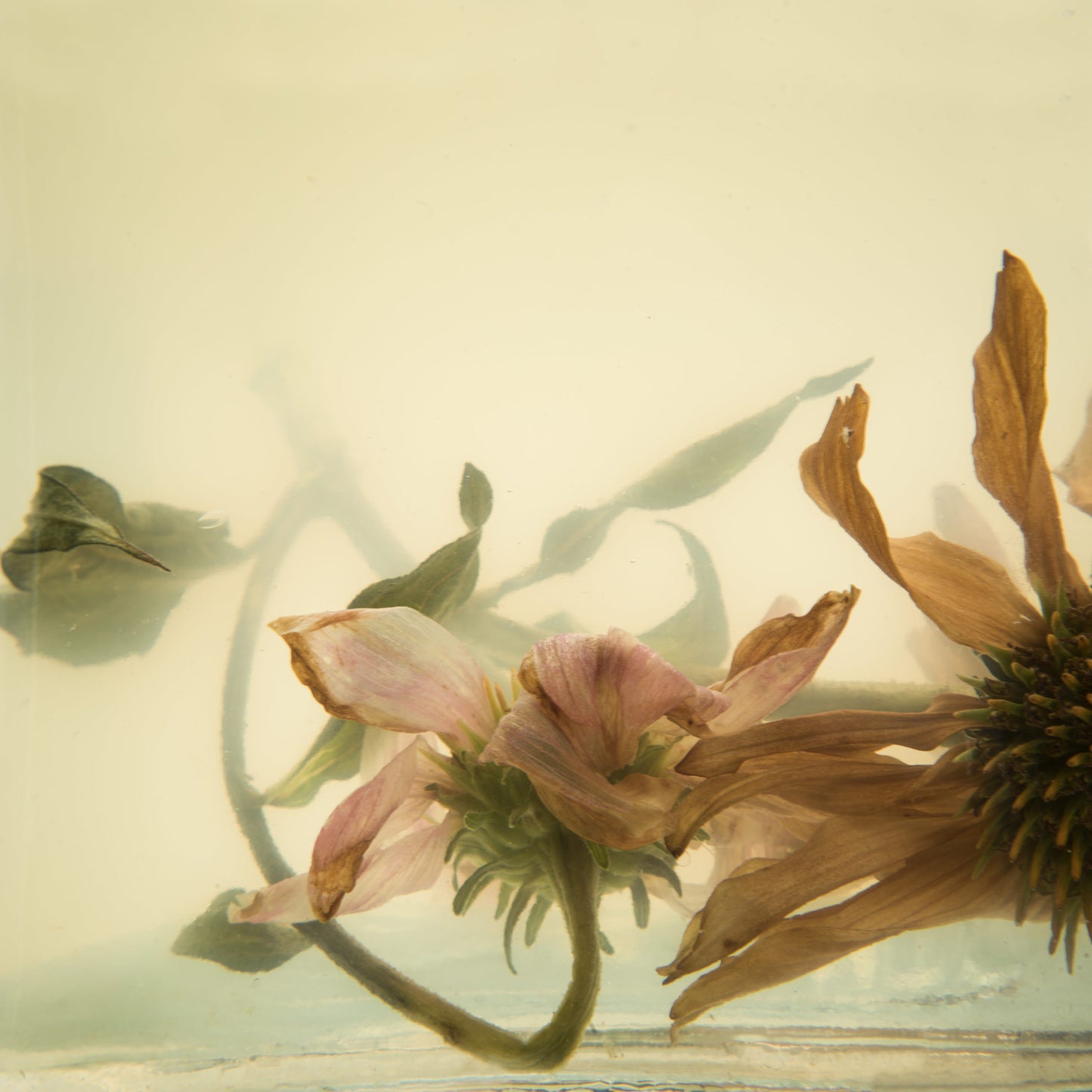 Kelly McDonald, ECHINACEA 3