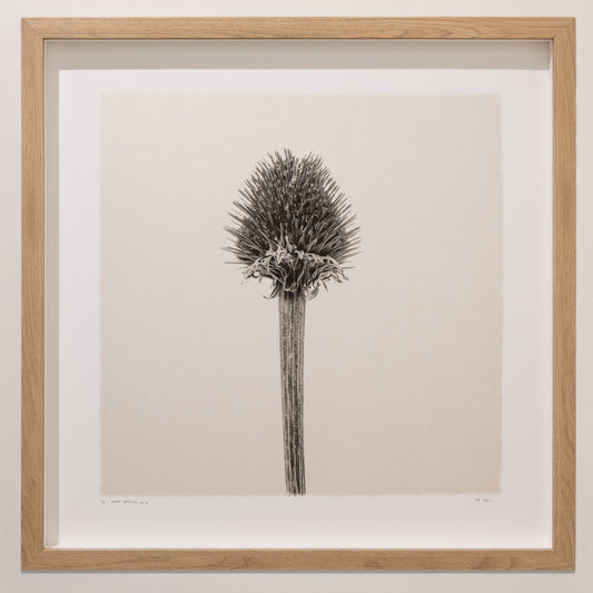 Kelly McDonald, What remains no.4