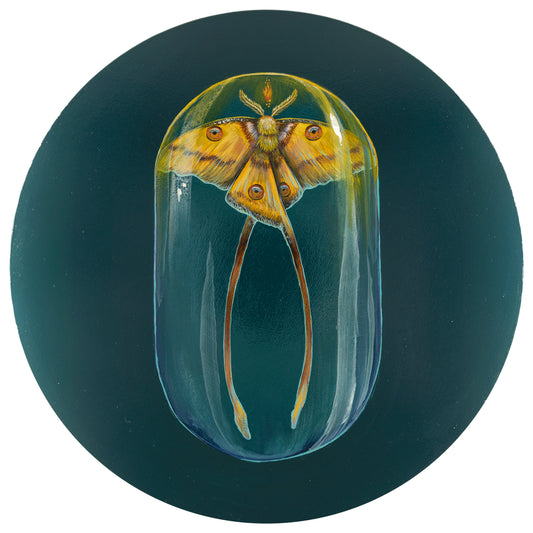 Drew Mosley, Comet Moth