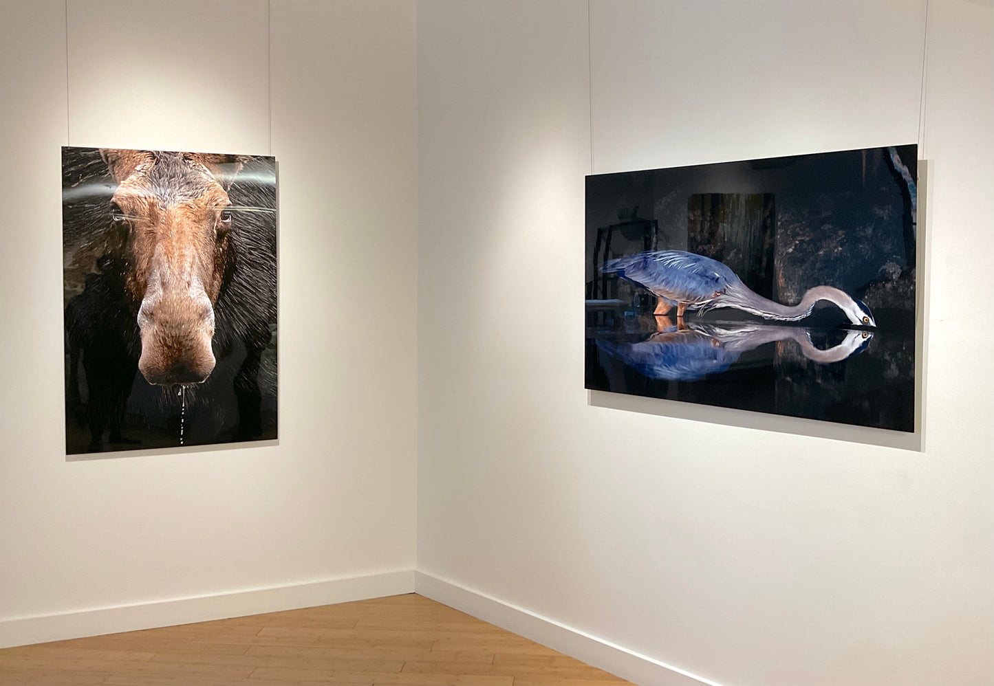 Michelle Valberg, Cow Moose