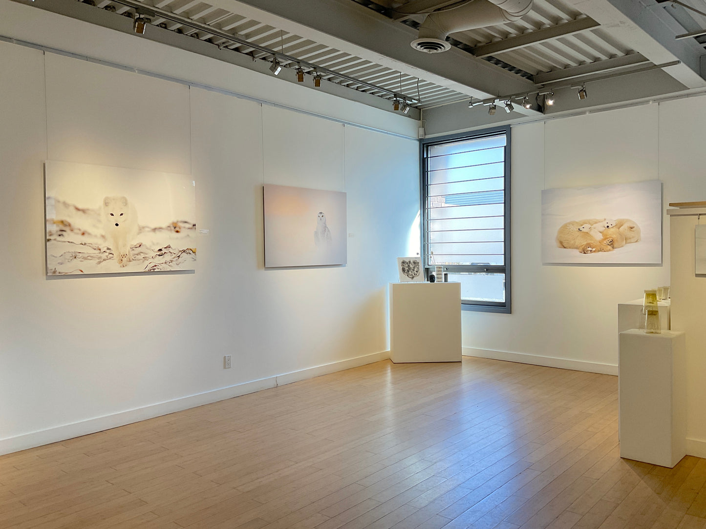 Michelle Valberg, Sleeping Polar Bear Family