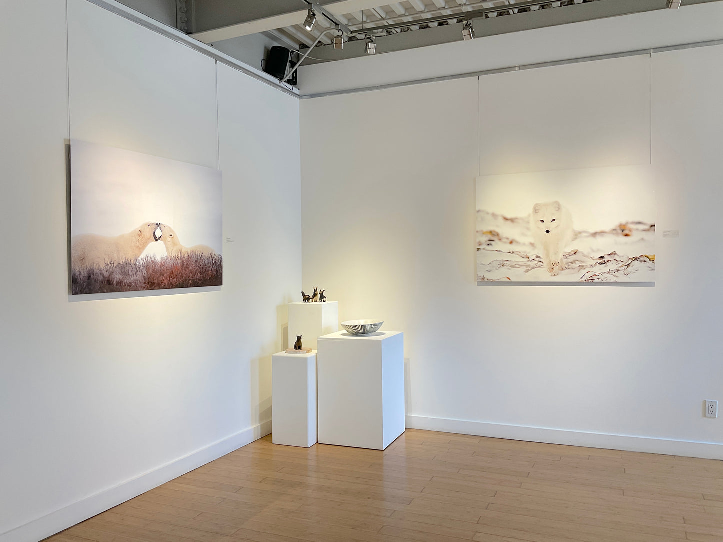 Michelle Valberg, White Arctic Fox