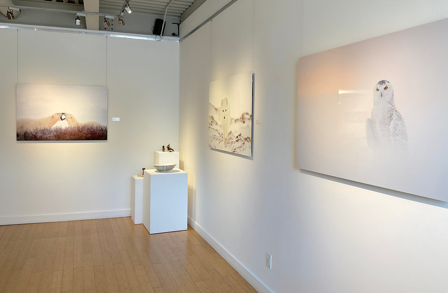 Snowy Owl by Michelle Valberg, "Eye to Eye" exhibition