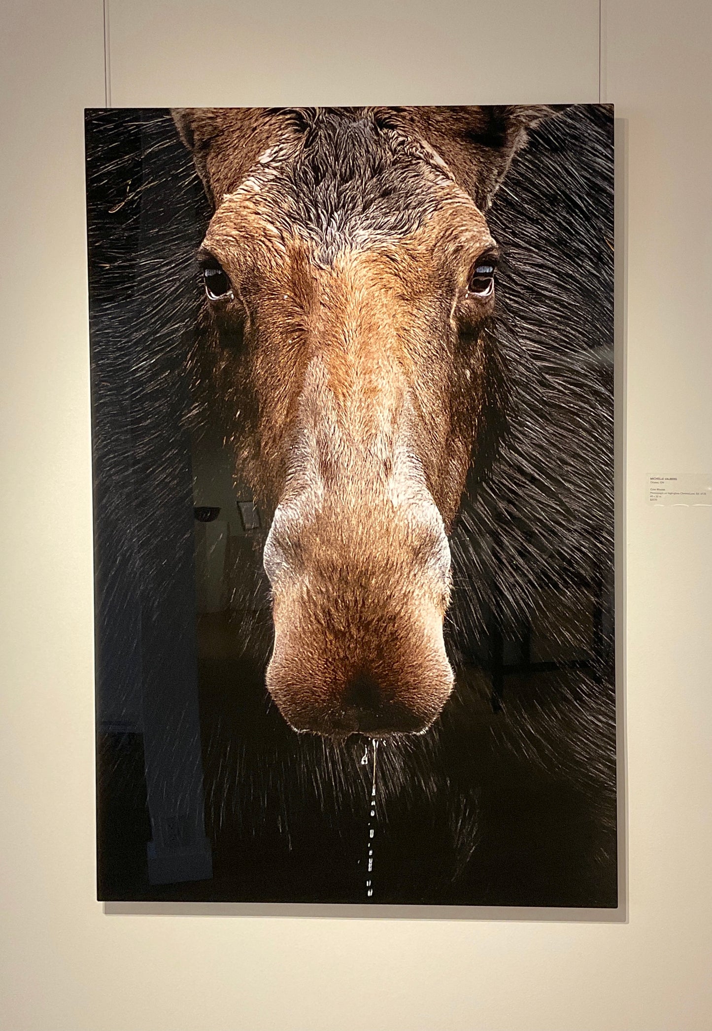 Michelle Valberg, Cow Moose