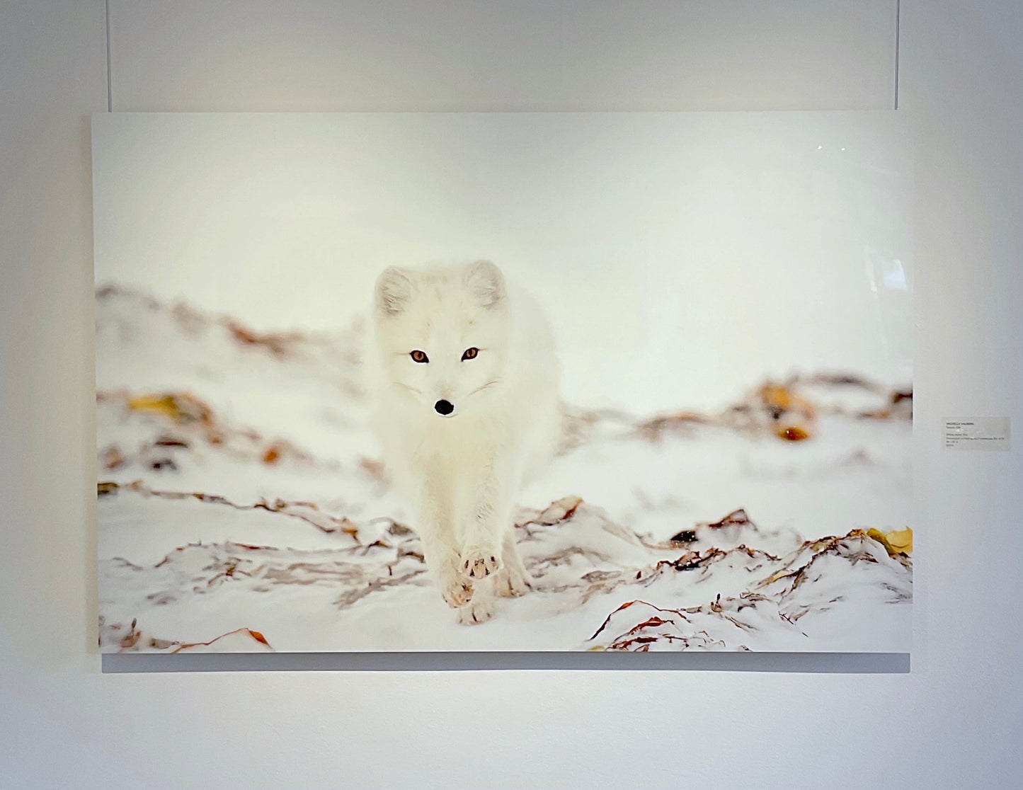 White Arctic Fox by Michelle Valberg, printed on Chromaluxe