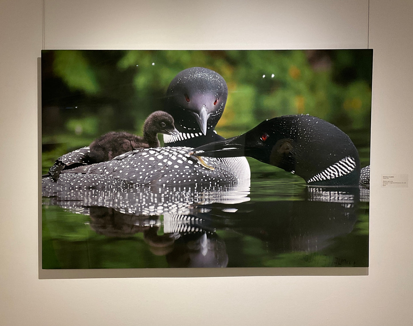 Michelle Valberg, Sharbot Lake Loons