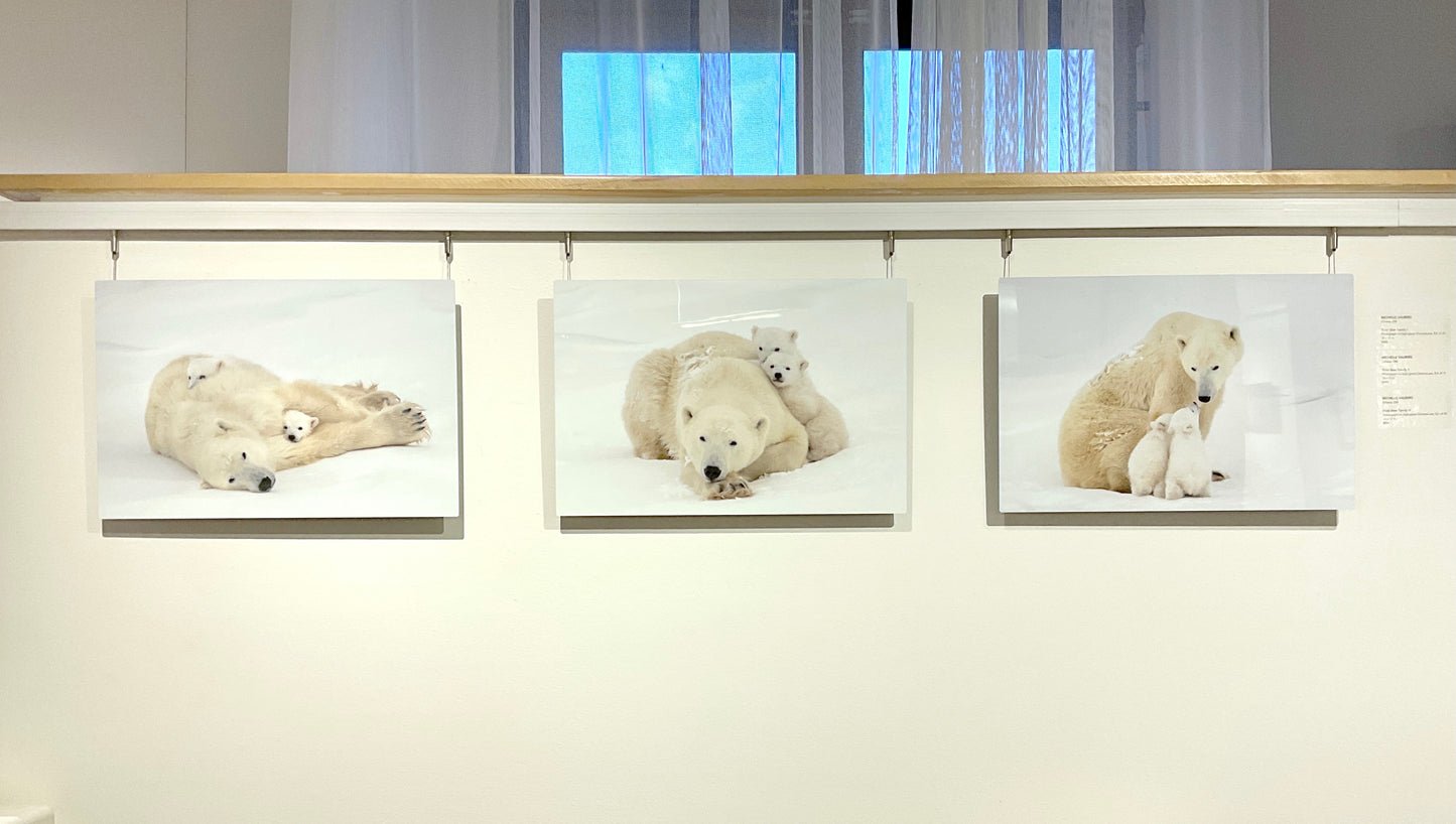 Michelle Valberg, Polar Bear Family III