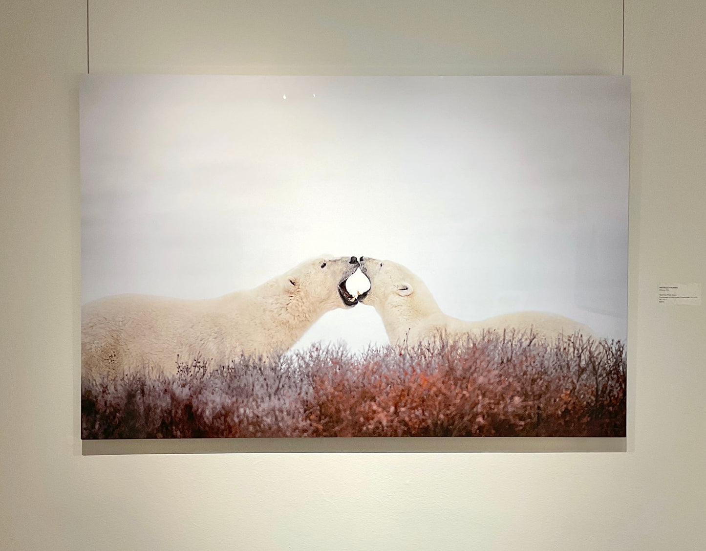 Michelle Valberg, Sparring Polar Bears