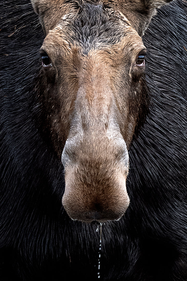 Michelle Valberg, Cow Moose