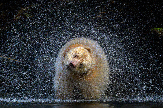 Michelle Valberg, "The Boss" Spirit Bear