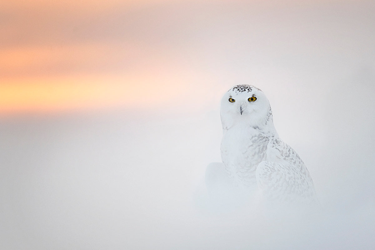 A snowy owl perched in the fog at sunset, showcasing its majestic presence amidst the serene winter landscape.