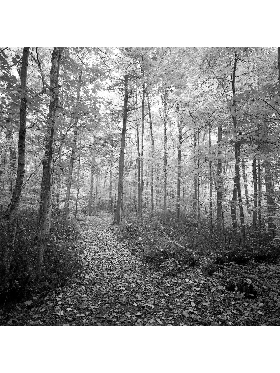 Jordan Craig, Arbouretum Walk-1