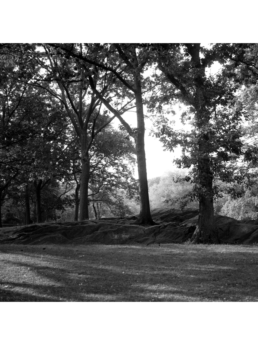 Jordan Craig, Central Park Sunlit Trees-1