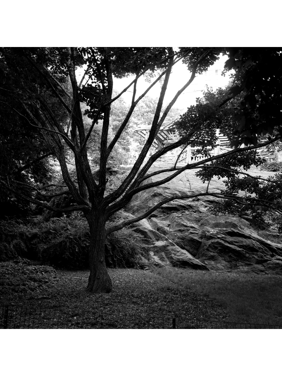 Jordan Craig, Central Park Tree Limbs-1