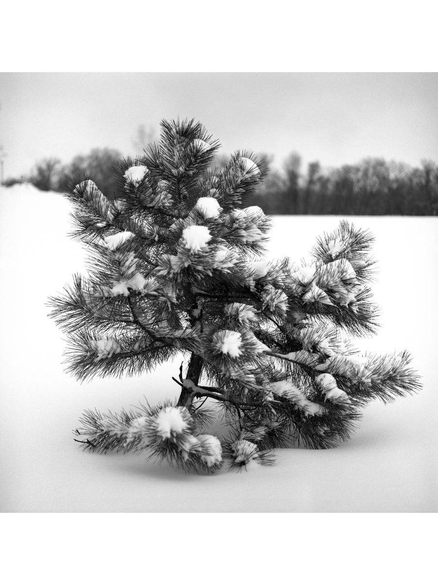 Jordan Craig, Little Tree II-1