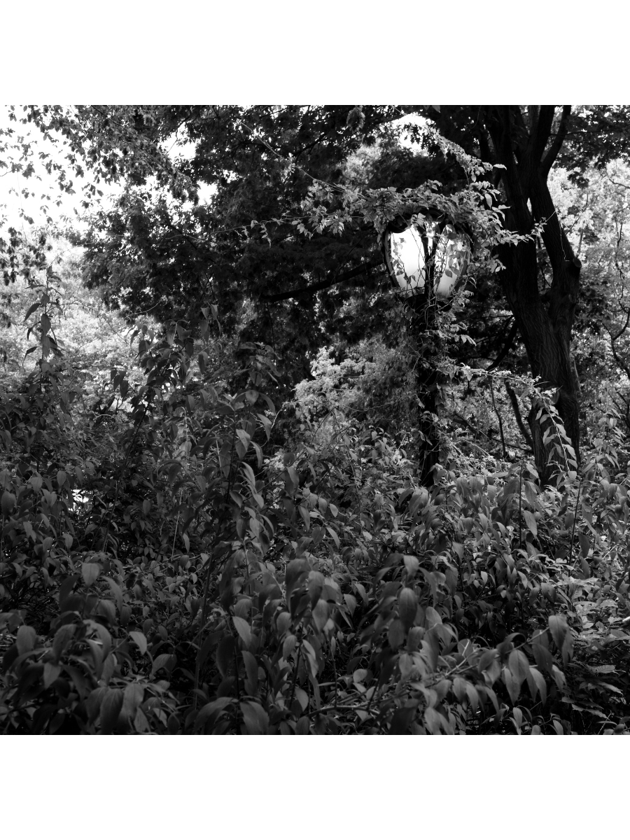 Jordan Craig, Overgrown Lamp Post-1