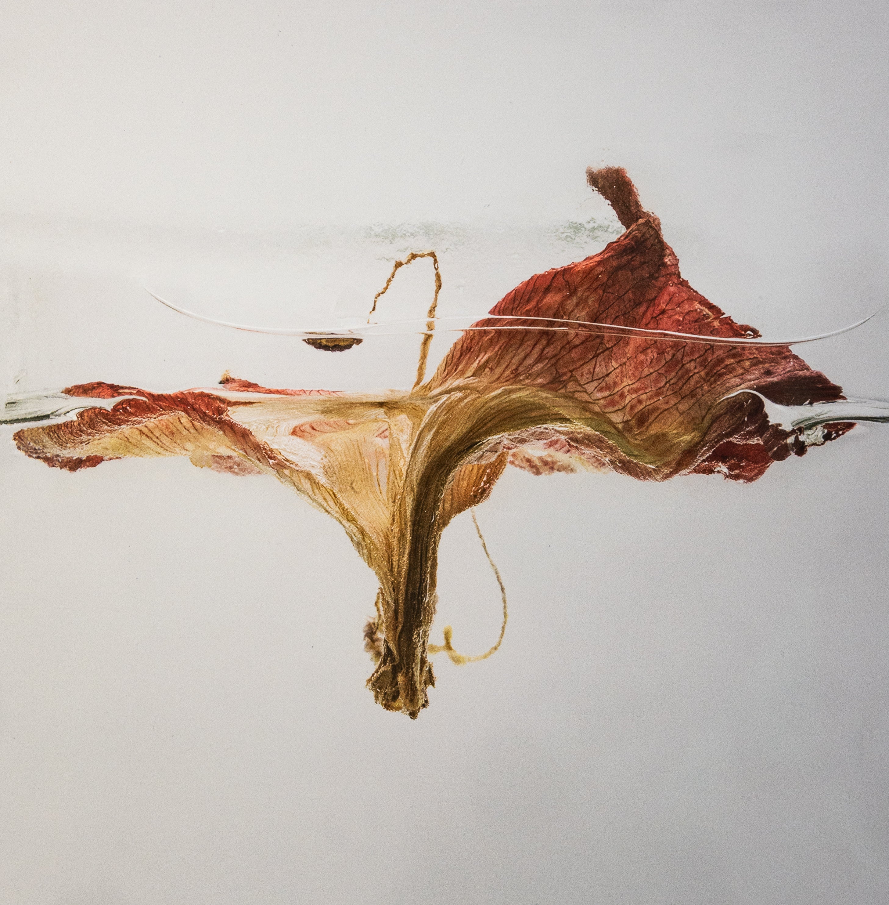 Kelly McDonald, Amaryllis-1