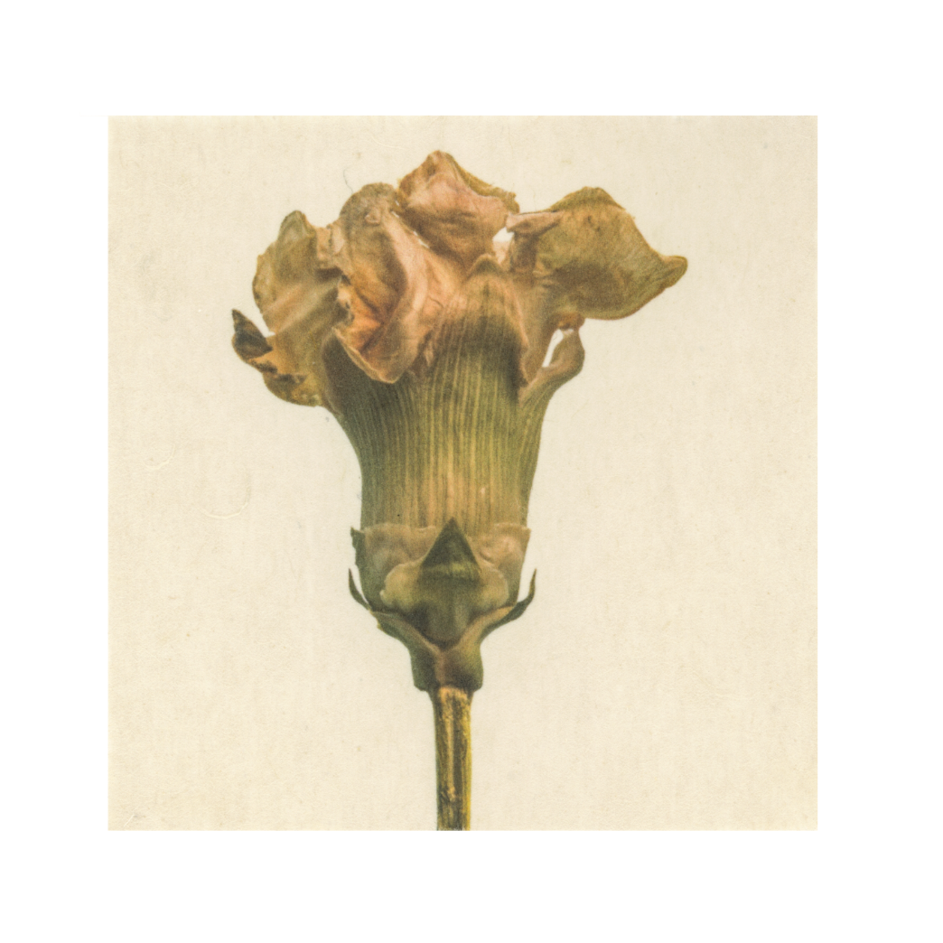 Kelly McDonald, Carnation