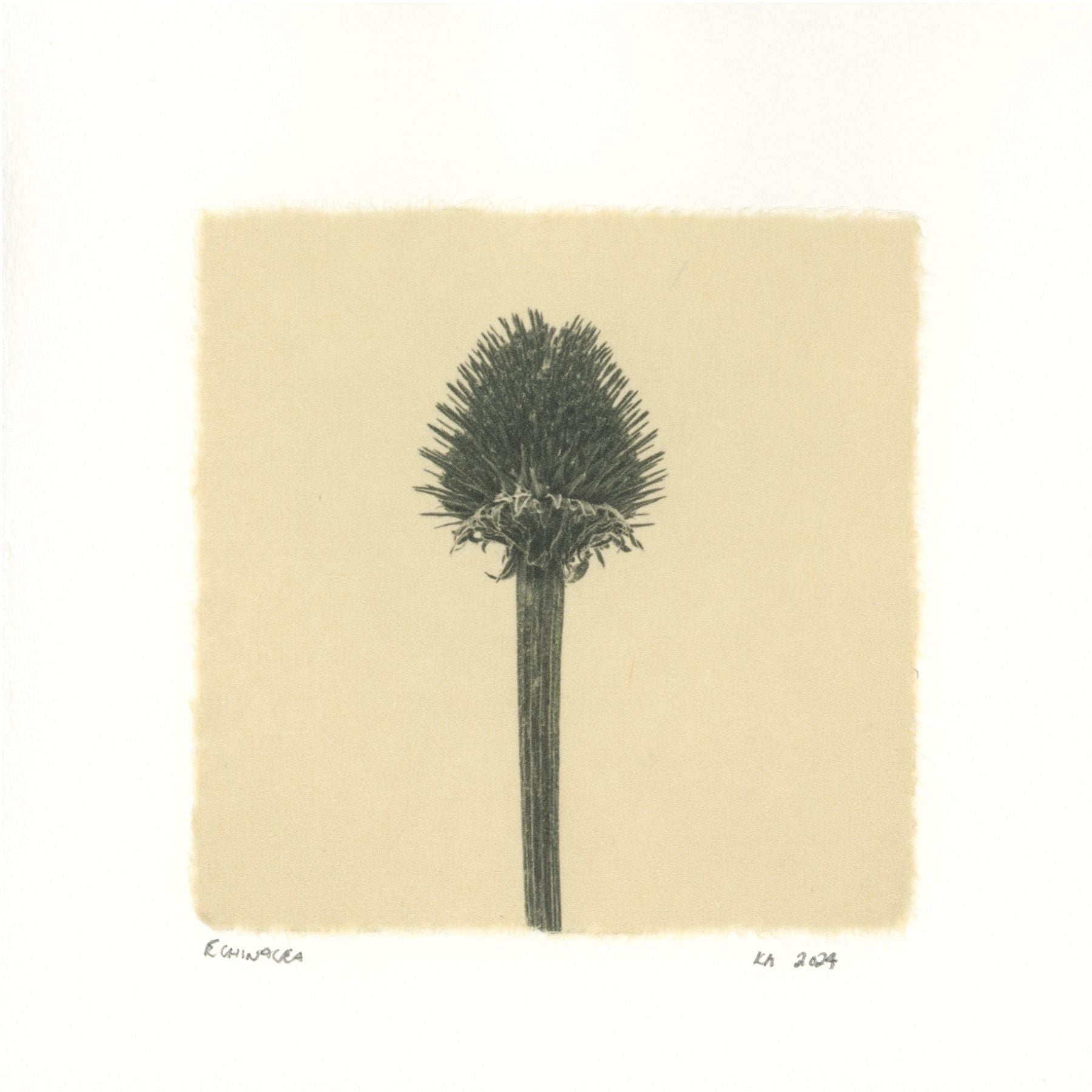 Kelly McDonald, Echinacea