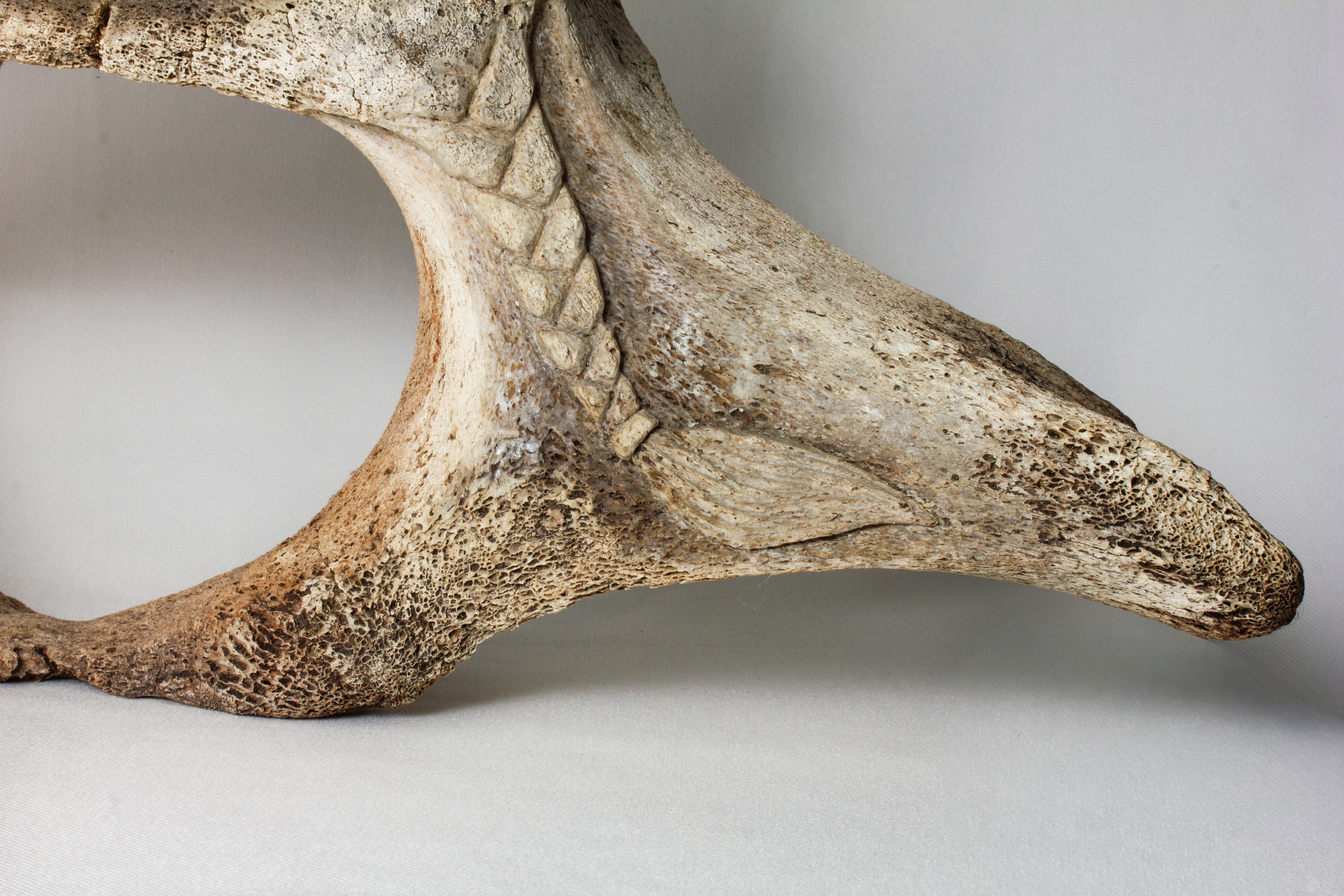 Janus Faced Vertebrae, Manasie Akpaliapik (Inuit, Arctic Bay)-6