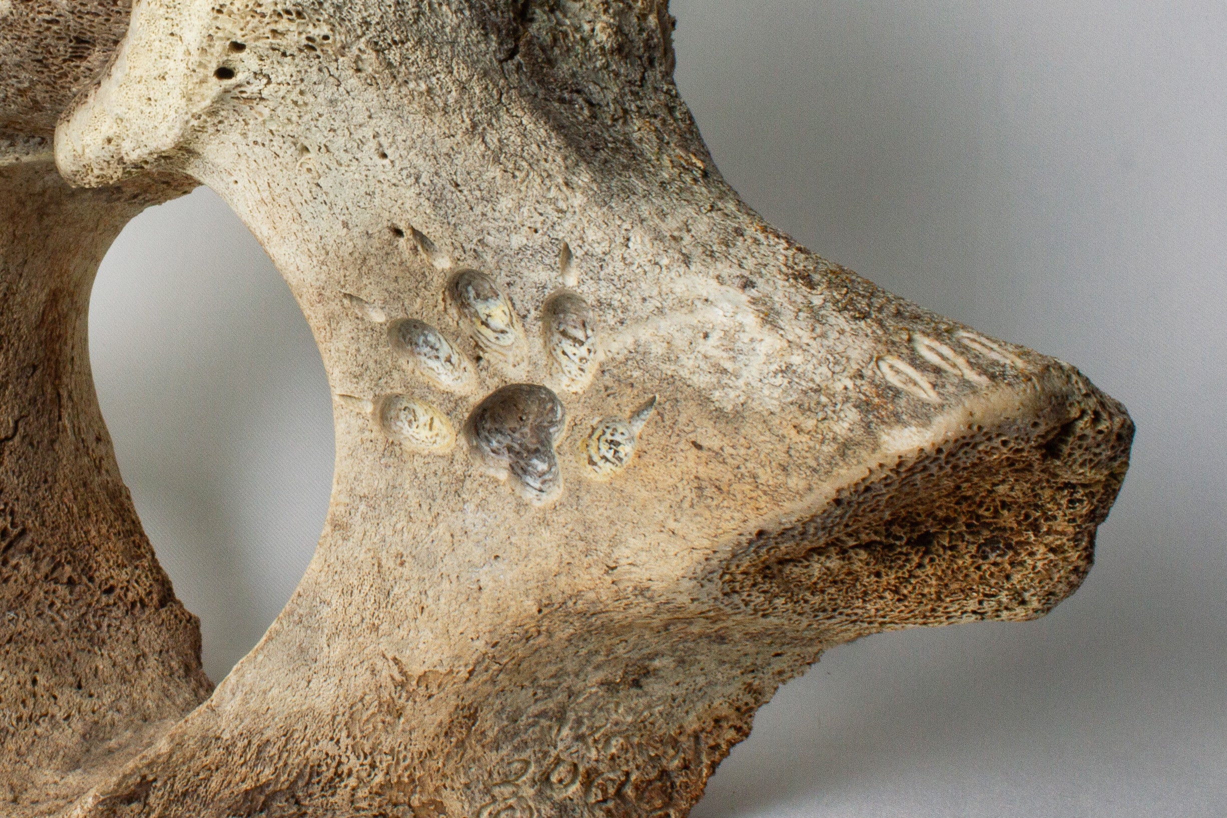 Janus Faced Vertebrae, Manasie Akpaliapik (Inuit, Arctic Bay)-2