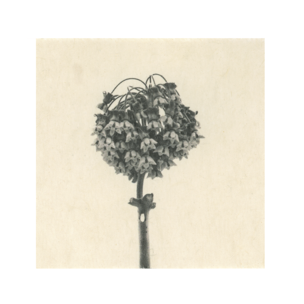 Kelly McDonald, Milkweed