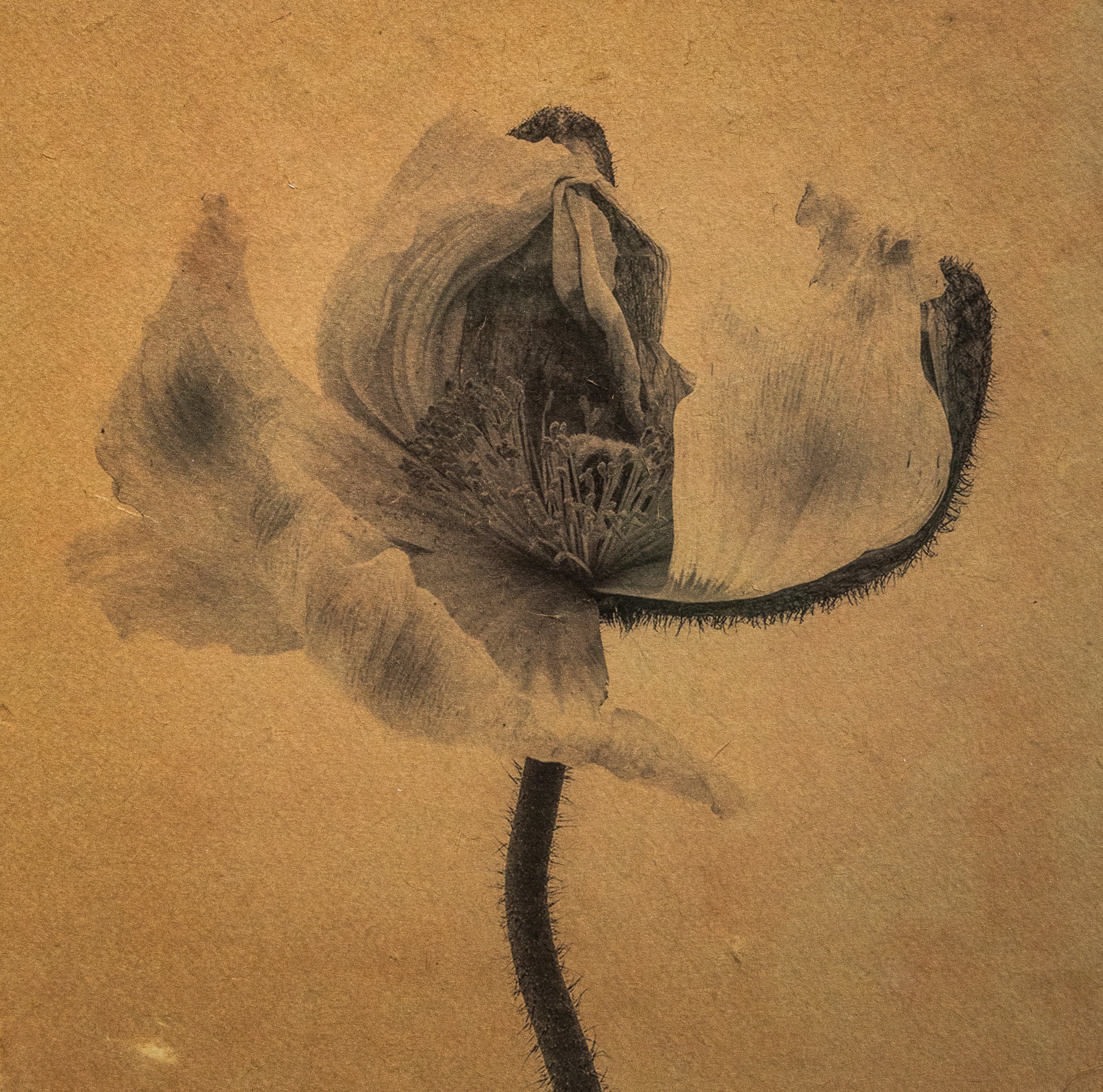 Kelly McDonald, Noctiflora-2