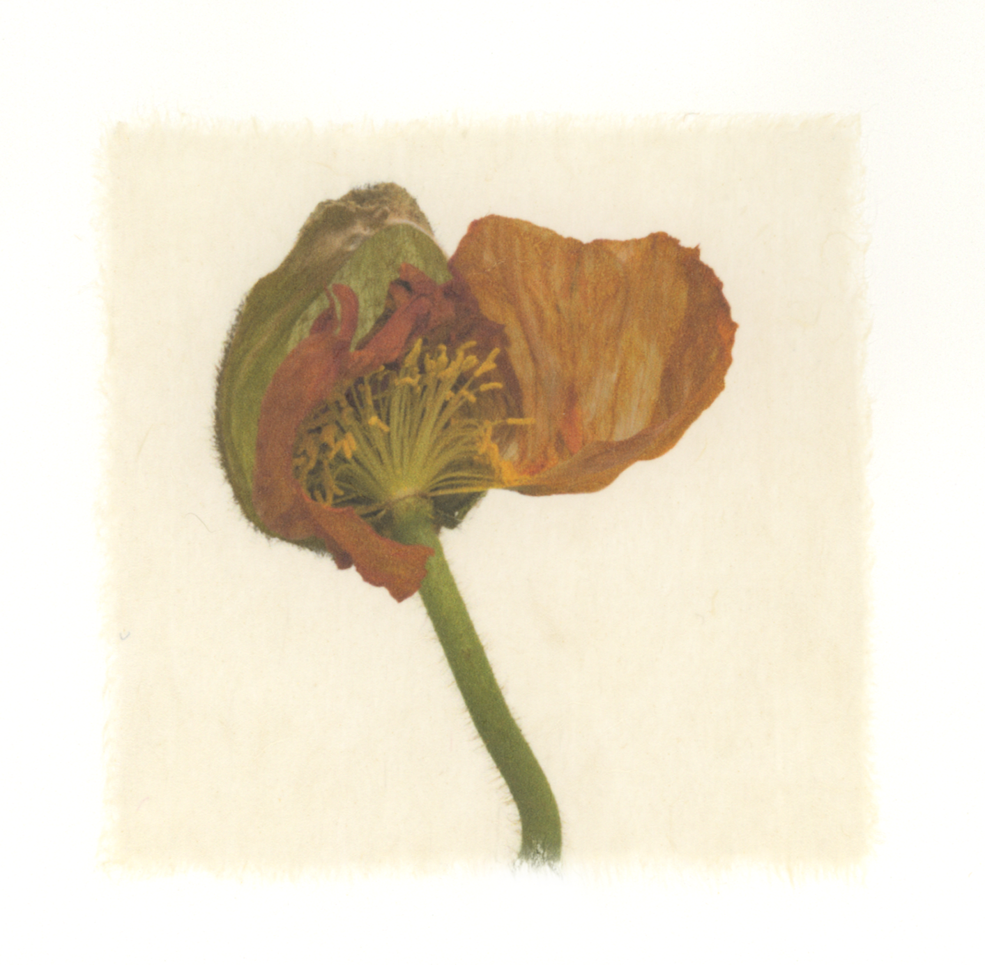 Kelly McDonald, POPPY 1