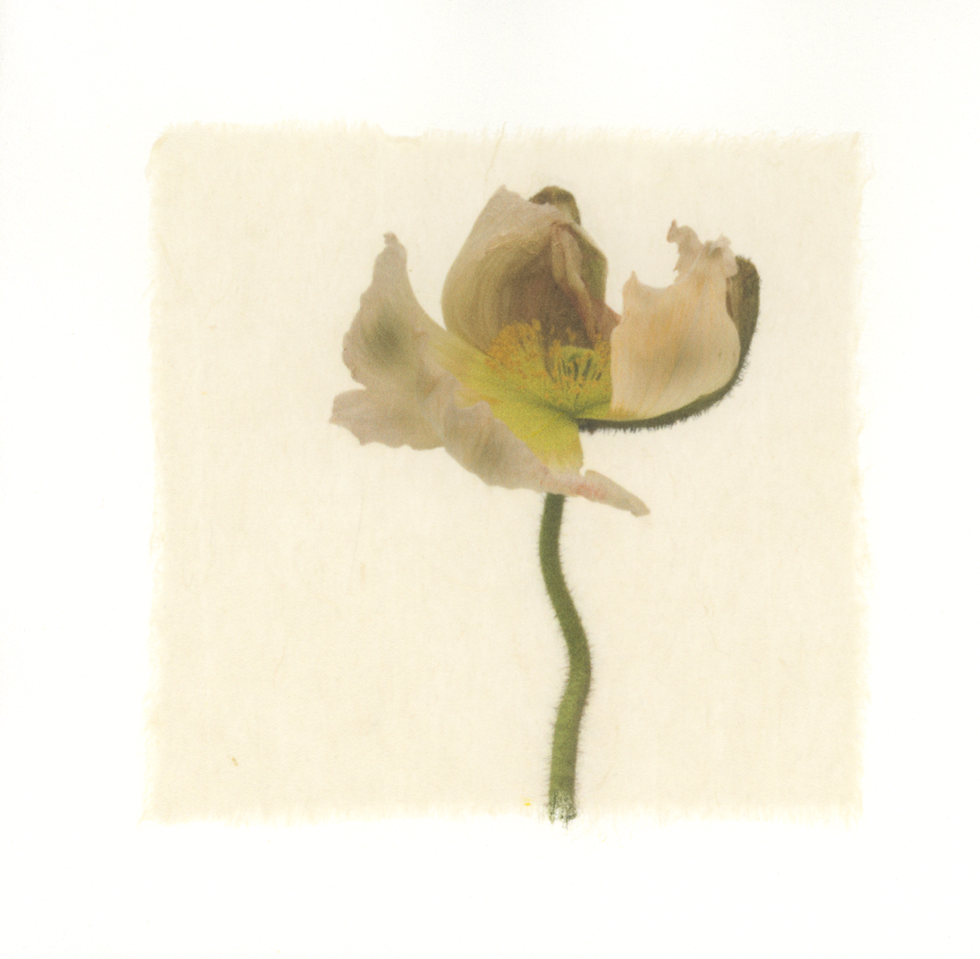 Kelly McDonald, POPPY 2