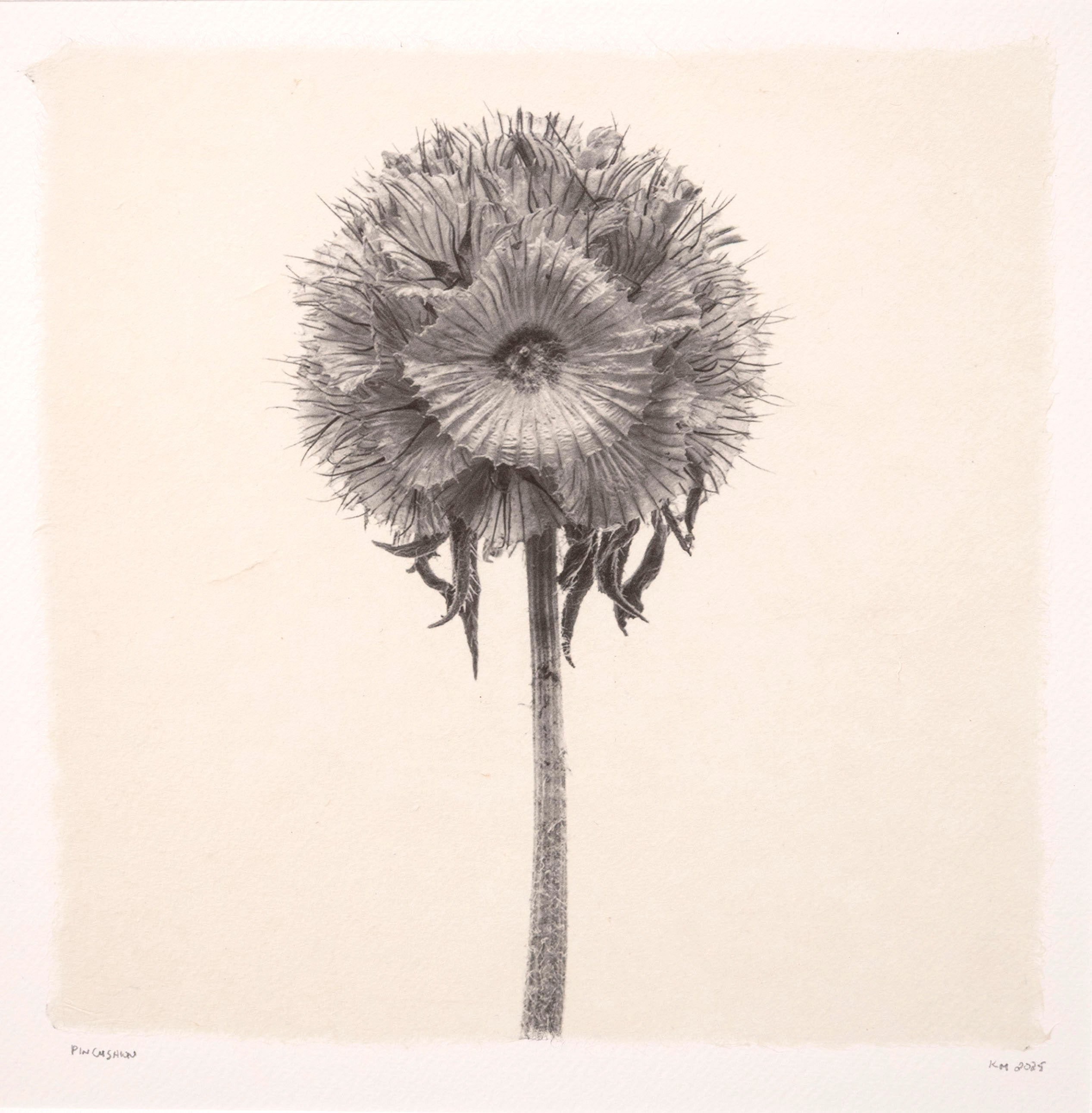 Kelly McDonald, Pincushion