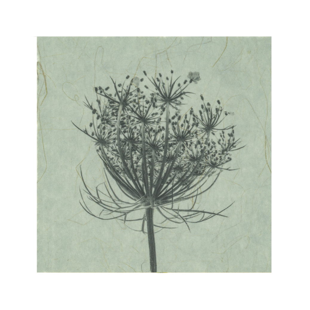 Kelly McDonald, Queen Anne's Lace