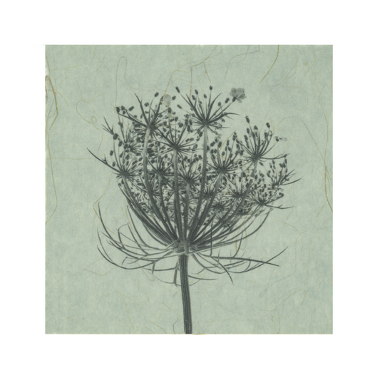Kelly McDonald, Queen Anne's Lace