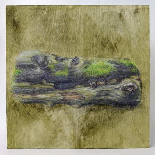 Gabrielle Madore, Section of a felled tree - Gillies Grove 2