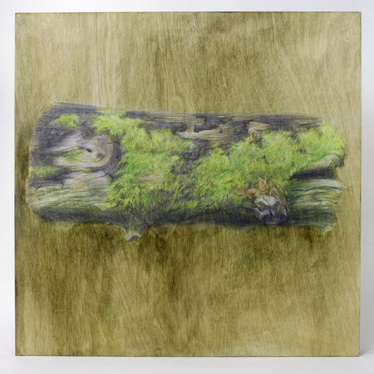 Gabrielle Madore, Section of a felled tree - Gillies Grove 3