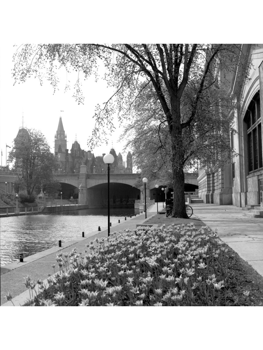 Jordan Craig, Tulips By Canal-1