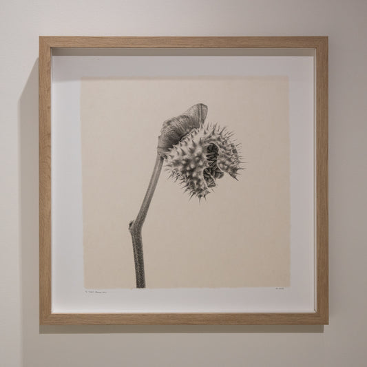 Kelly McDonald, What remains no.7