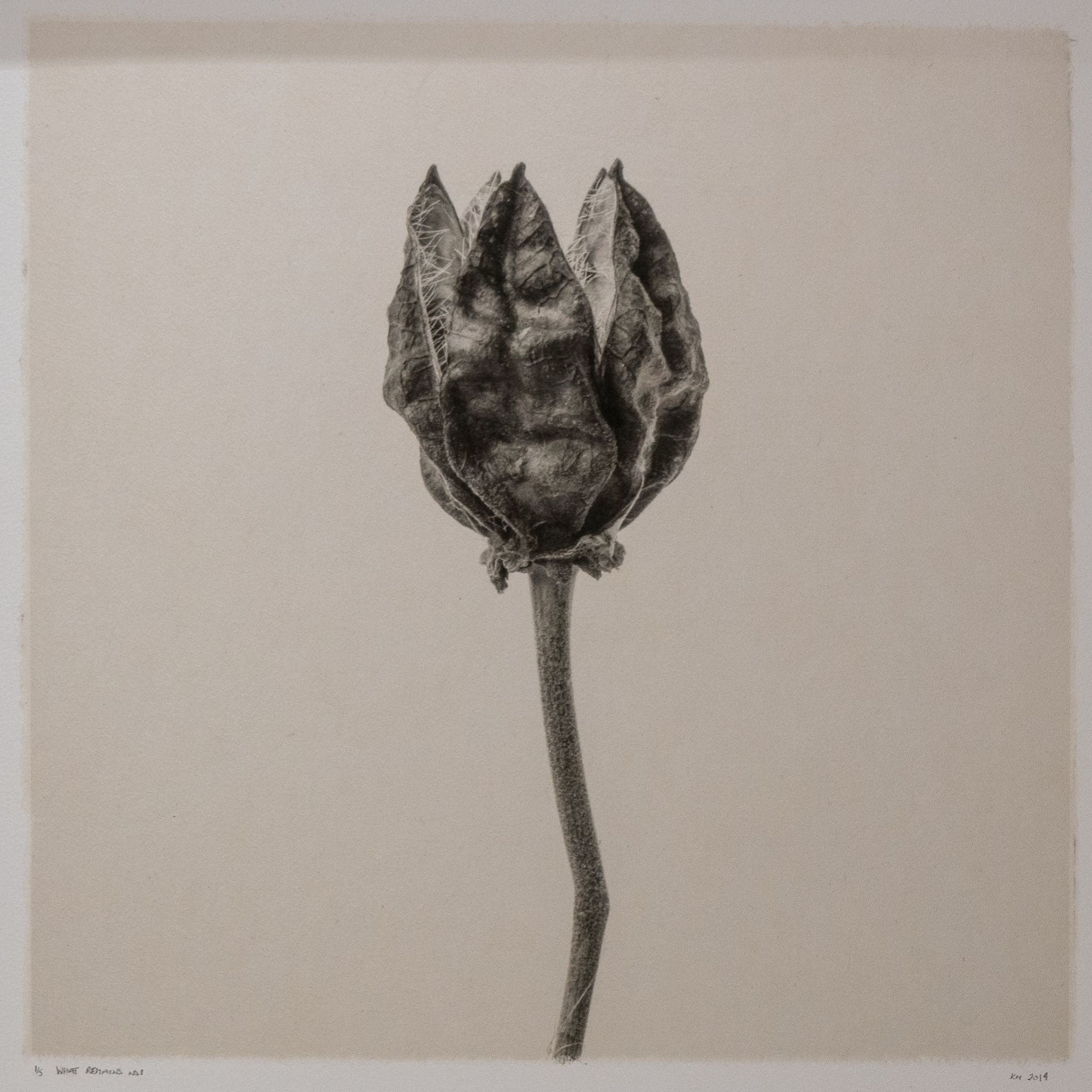 Kelly McDonald, What remains no.1