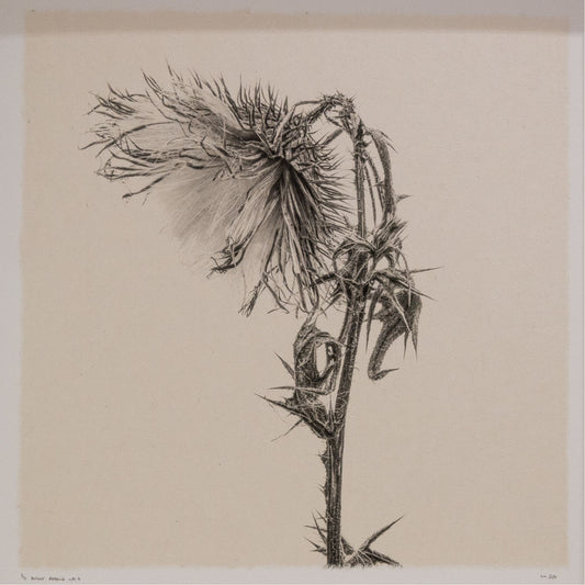 Kelly McDonald, What remains no.6