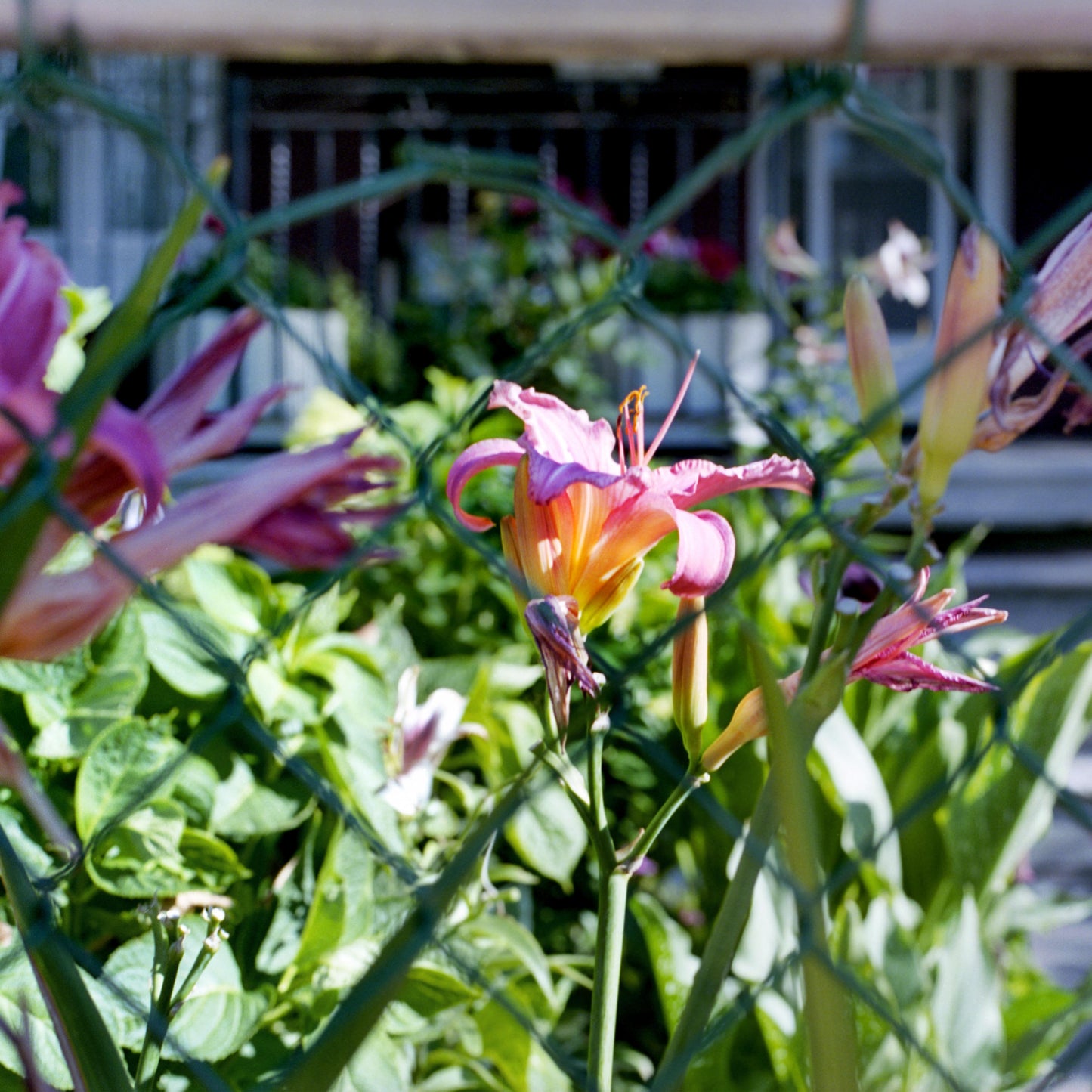 Yu-Sheng Chiu, Lilies