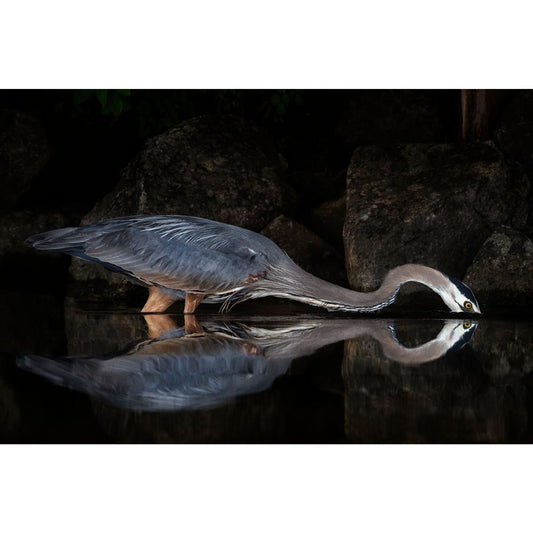 Michelle Valberg, Blue Heron on Sharbot Lake