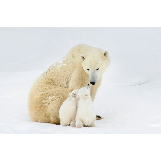 Michelle Valberg, Polar Bear Family III