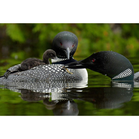 Michelle Valberg, Sharbot Lake Loons