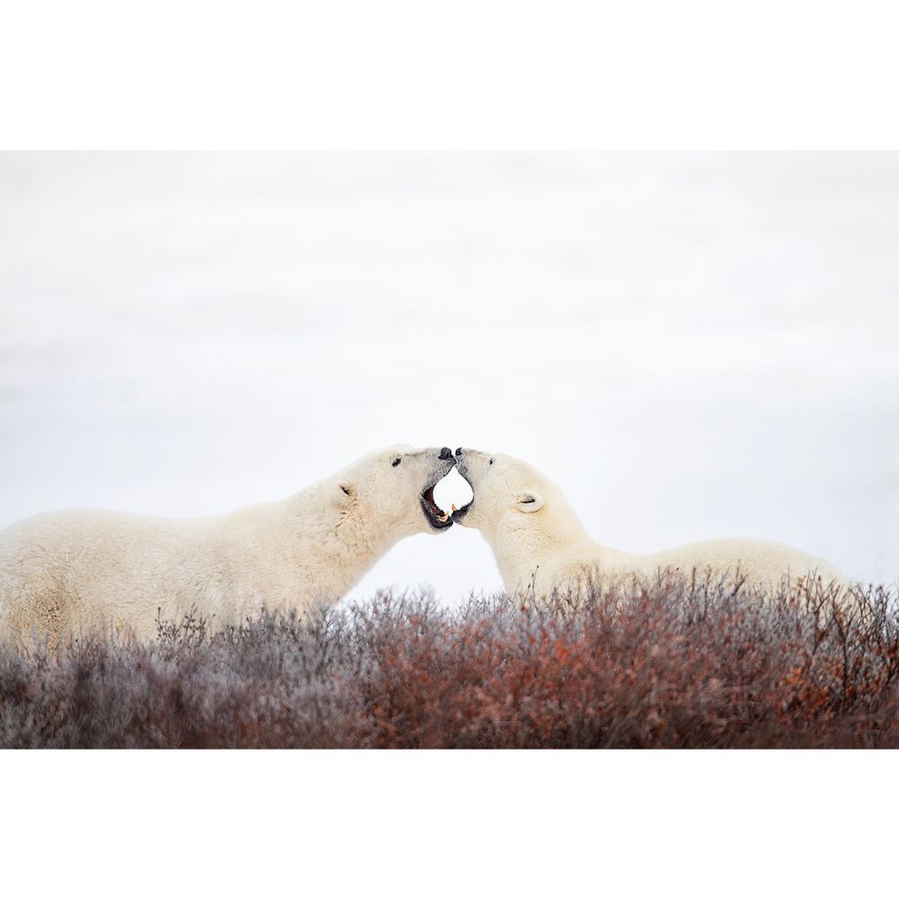 Sparring Polar Bears by Michelle Valberg