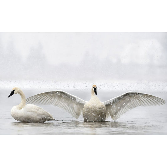 Trumpeter Swans by Michelle Valberg